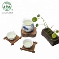 Jiulongshan Bags Premium Maofeng Green Tea Premium Oolong Tea Matcha Green Tea